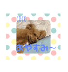 cocoちゃん！（個別スタンプ：1）