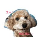 cocoちゃん！（個別スタンプ：3）