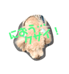 cocoちゃん！（個別スタンプ：7）