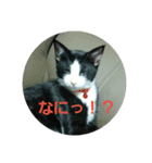 ミニチュアダックスのかわいいスタンプ（個別スタンプ：5）