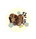 犬用スタンプです！（個別スタンプ：9）