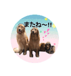 犬用スタンプです！（個別スタンプ：10）