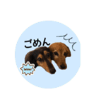 犬用スタンプです！（個別スタンプ：13）