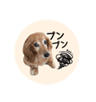 犬用スタンプです！（個別スタンプ：15）