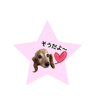 犬用スタンプです！（個別スタンプ：18）