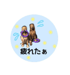 犬用スタンプです！（個別スタンプ：19）