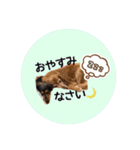 犬用スタンプです！（個別スタンプ：20）