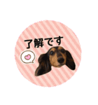 犬用スタンプです！（個別スタンプ：23）