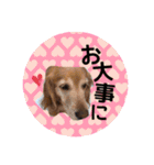 犬用スタンプです！（個別スタンプ：25）