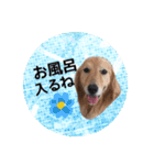 犬用スタンプです！（個別スタンプ：26）