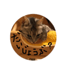 すーくんpart2（個別スタンプ：17）