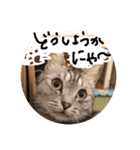 すーくんpart2（個別スタンプ：29）