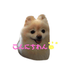 3ポメちゃんズ！〜白ポメ編〜（個別スタンプ：1）