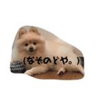 3ポメちゃんズ！〜白ポメ編〜（個別スタンプ：2）