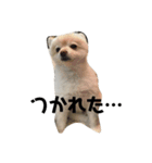 3ポメちゃんズ！〜白ポメ編〜（個別スタンプ：3）