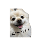 3ポメちゃんズ！〜白ポメ編〜（個別スタンプ：5）
