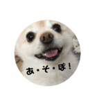 3ポメちゃんズ！〜白ポメ編〜（個別スタンプ：6）