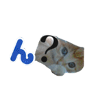 ヤンチャな茶トラの日常（個別スタンプ：2）