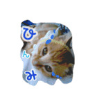ヤンチャな茶トラの日常（個別スタンプ：3）