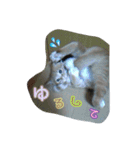 ヤンチャな茶トラの日常（個別スタンプ：7）