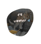 ヤンチャな茶トラの日常（個別スタンプ：8）
