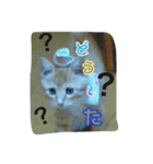 ヤンチャな茶トラの日常（個別スタンプ：10）