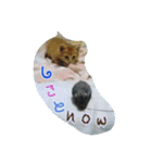 ヤンチャな茶トラの日常（個別スタンプ：11）