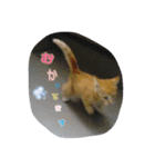 ヤンチャな茶トラの日常（個別スタンプ：13）