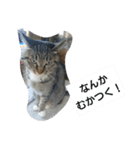 猫屋敷 わさりりあん～③（個別スタンプ：1）