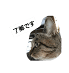 猫屋敷 わさりりあん～③（個別スタンプ：2）