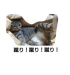 猫屋敷 わさりりあん～③（個別スタンプ：3）