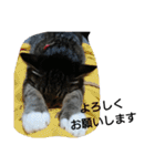 猫屋敷 わさりりあん～③（個別スタンプ：5）