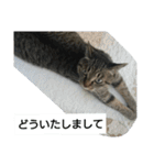 猫屋敷 わさりりあん～③（個別スタンプ：18）