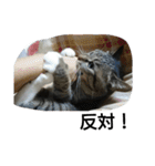 猫屋敷 わさりりあん～③（個別スタンプ：20）