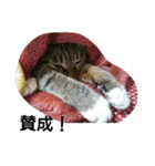 猫屋敷 わさりりあん～③（個別スタンプ：21）