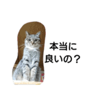 猫屋敷 わさりりあん～③（個別スタンプ：25）