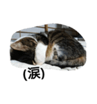 猫屋敷 わさりりあん～③（個別スタンプ：30）