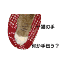 猫屋敷 わさりりあん～③（個別スタンプ：31）