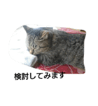 猫屋敷 わさりりあん～③（個別スタンプ：34）