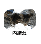 猫屋敷 わさりりあん～③（個別スタンプ：38）