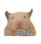 ゆかいなハムスターぷにさんのスタンプ（個別スタンプ：3）
