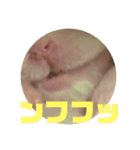 ゆかいなハムスターぷにさんのスタンプ（個別スタンプ：4）