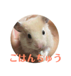 ゆかいなハムスターぷにさんのスタンプ（個別スタンプ：10）