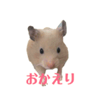 ゆかいなハムスターぷにさんのスタンプ（個別スタンプ：12）