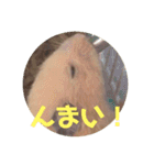 ゆかいなハムスターぷにさんのスタンプ（個別スタンプ：14）