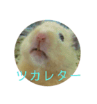 ゆかいなハムスターぷにさんのスタンプ（個別スタンプ：15）