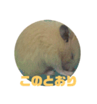 ゆかいなハムスターぷにさんのスタンプ（個別スタンプ：17）