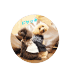 トイプードルの柚子と杏子♡（個別スタンプ：8）
