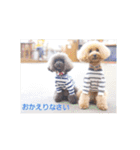 トイプードルの柚子と杏子♡（個別スタンプ：20）