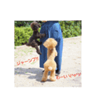 トイプードルの柚子と杏子♡（個別スタンプ：25）